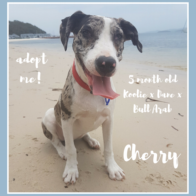 Photo of Cherry ~ Koolie X Dane (Pending Adoption 20/12/17)