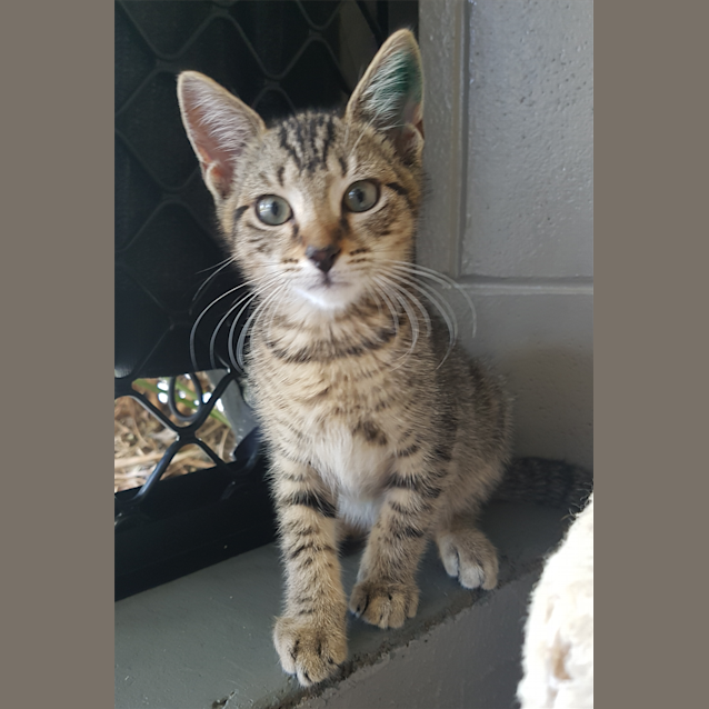 Photo of Taco