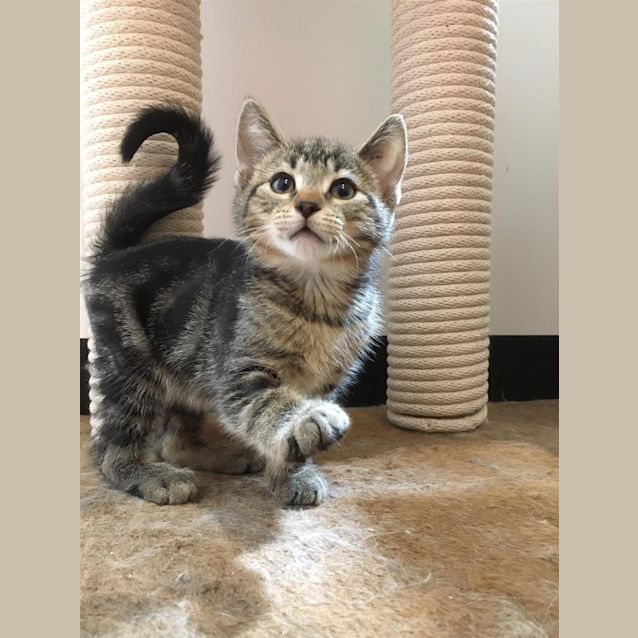 Photo of Ezio