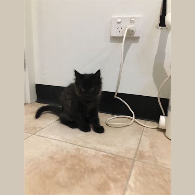 Photo of Tinsel