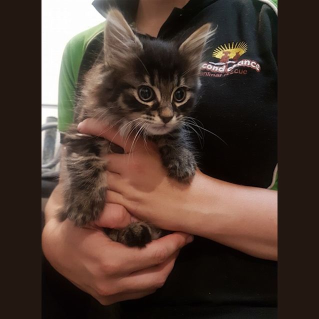 Photo of Comet