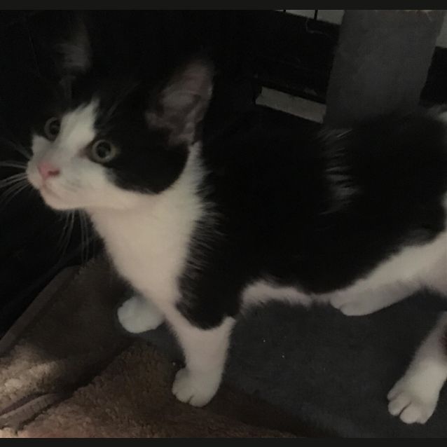 Photo of Bindi
