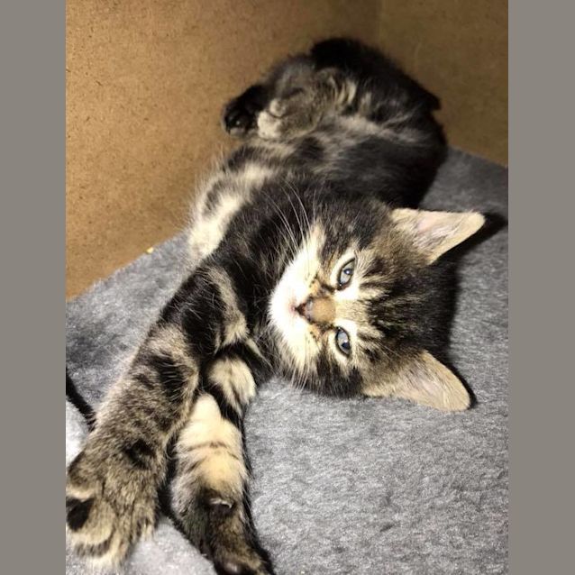 Photo of Luana **2nd Chance Cat Rescue**