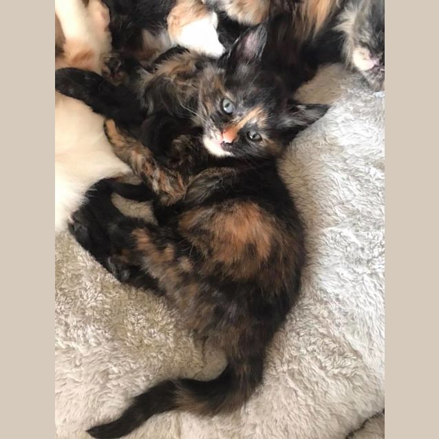 Photo of Lulu **2nd Chance Cat Rescue**