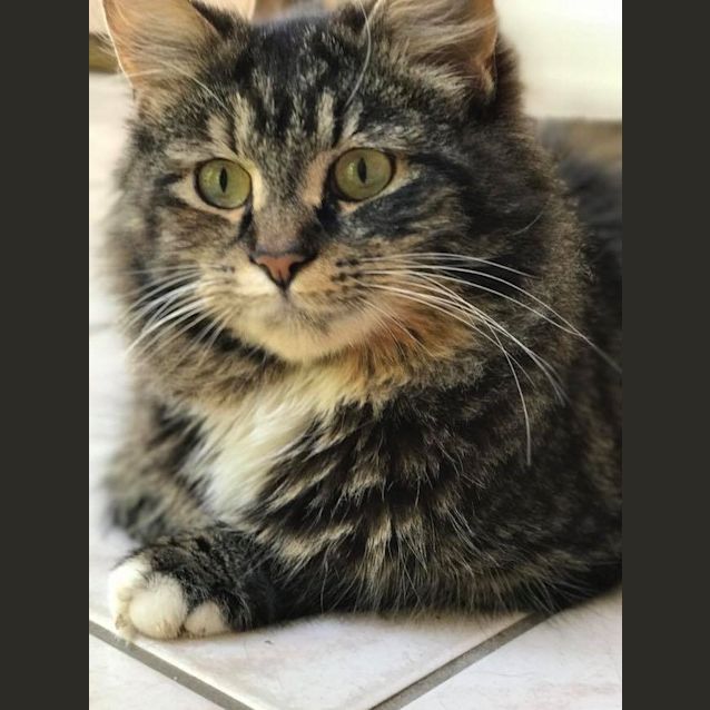 Photo of Cheryl **2nd Chance Cat Rescue**
