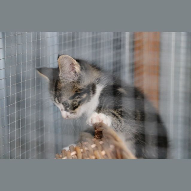 Photo of Rosie
