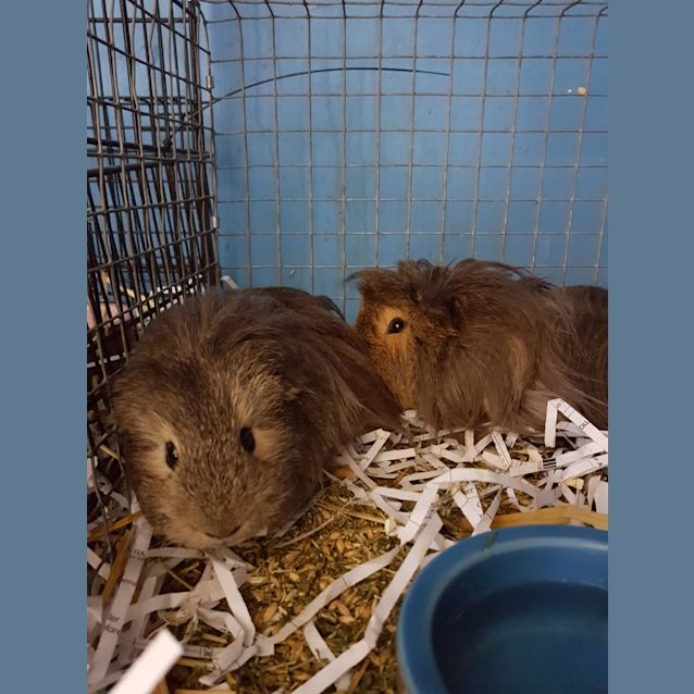 Photo of Rod And Stewart