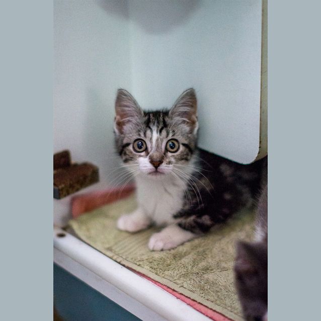 Photo of Willow