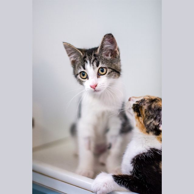 Photo of Josie