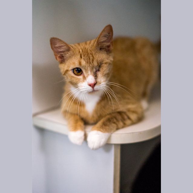 Photo of Rocket