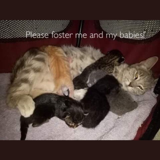 Photo of Foster Carer Needed For Mum And Bubs