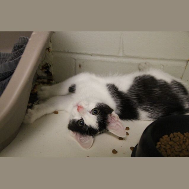 Photo of Buttons (4753)