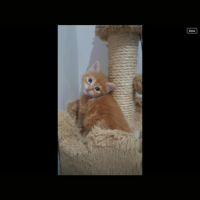 Photo of Spaghetti 