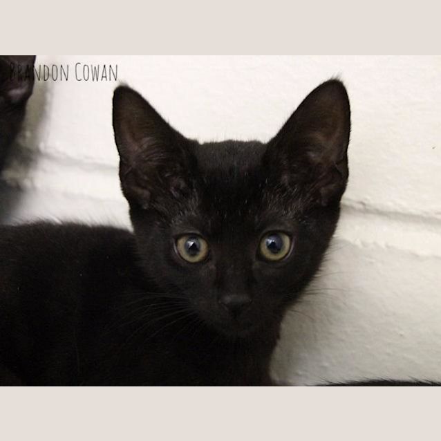 Photo of Ebony (4260)