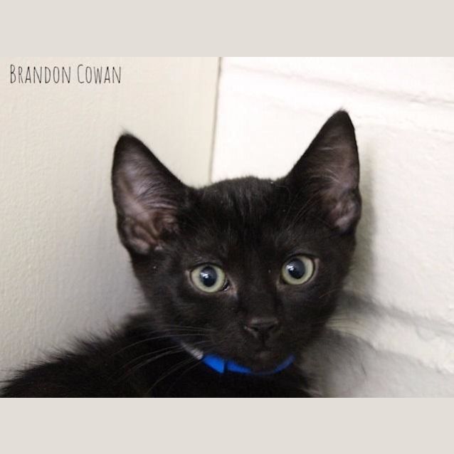 Photo of Pickles (4263)