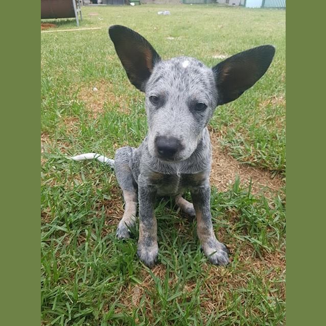 Photo of Ghost