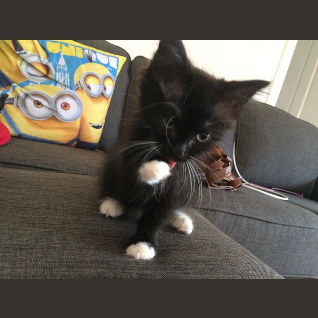 Photo of Luna