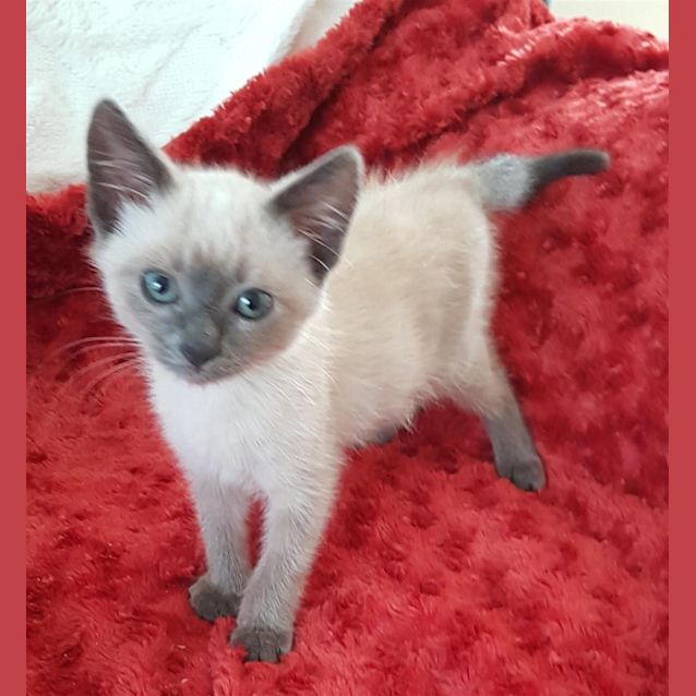Photo of Bluey
