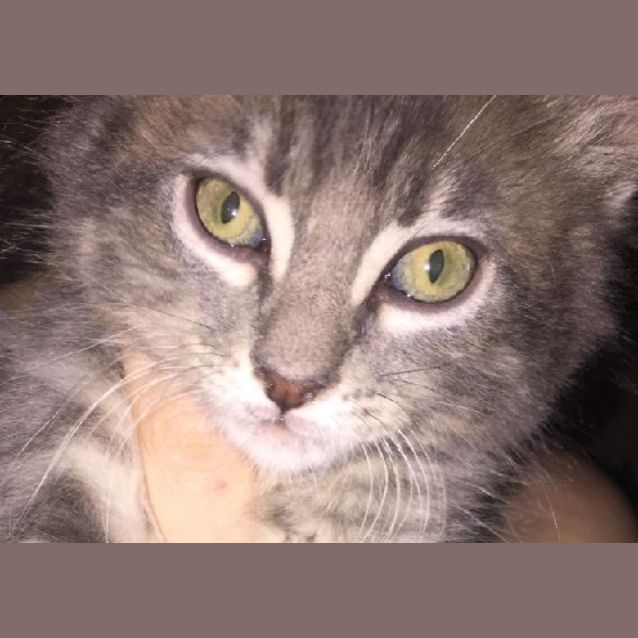 Photo of Simba Ec0384