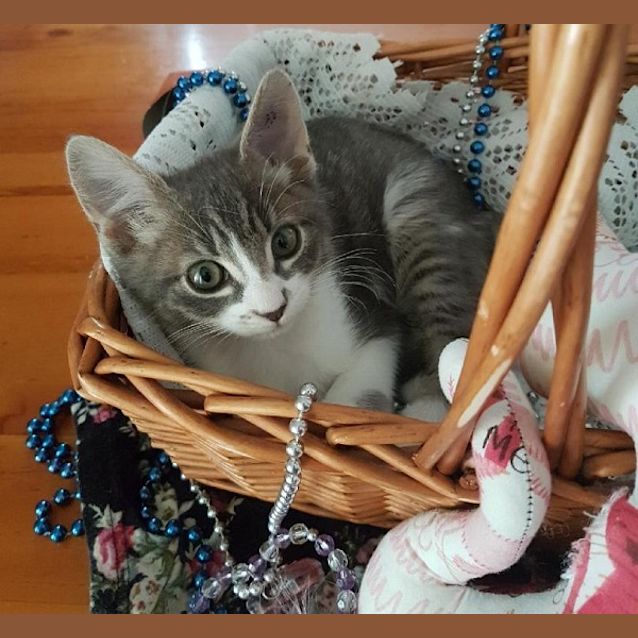 Photo of Romeo Ec0383 