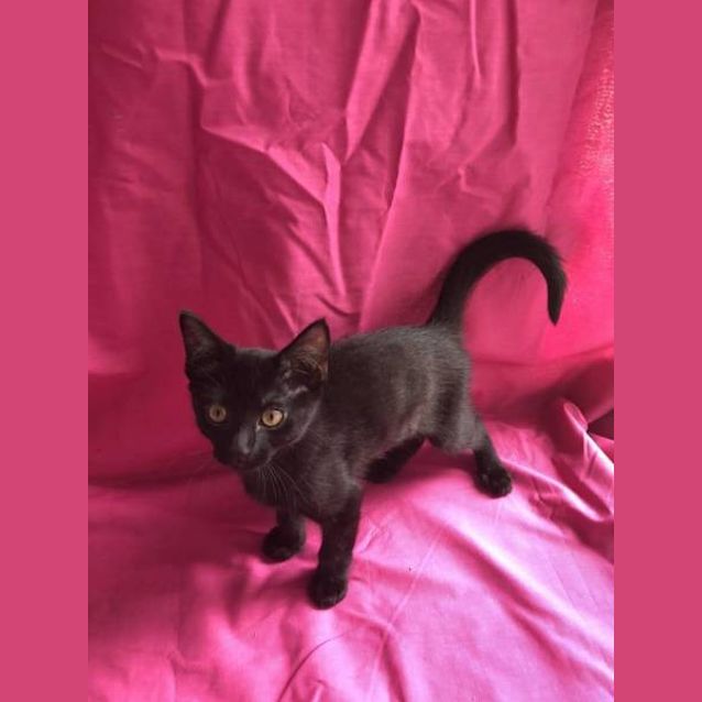 Photo of Rogue