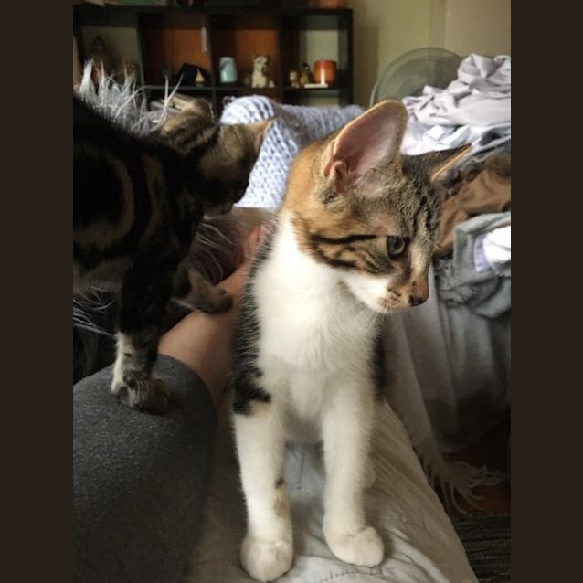 Photo of Jackson **2nd Chance Cat Rescue**