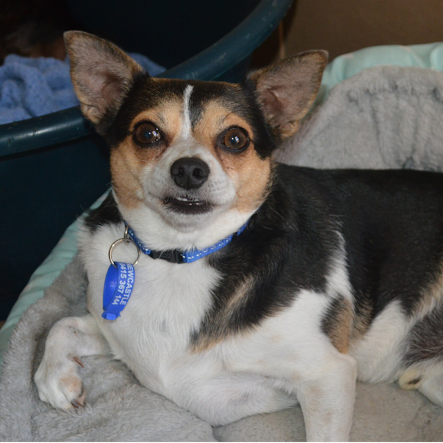 Photo of Buddy & George ~Chi X &Poodle X (On Trial 18/3/18)