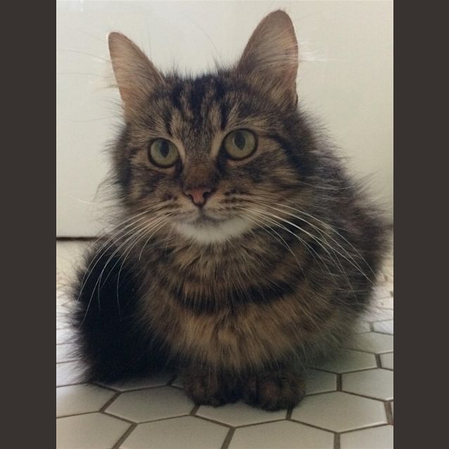 Photo of Chickpea
