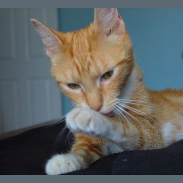 Photo of Milo Ec0388