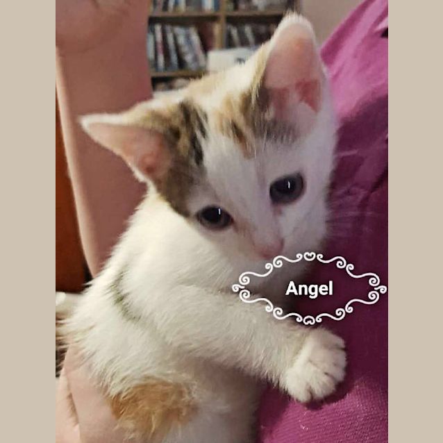 Photo of Angel