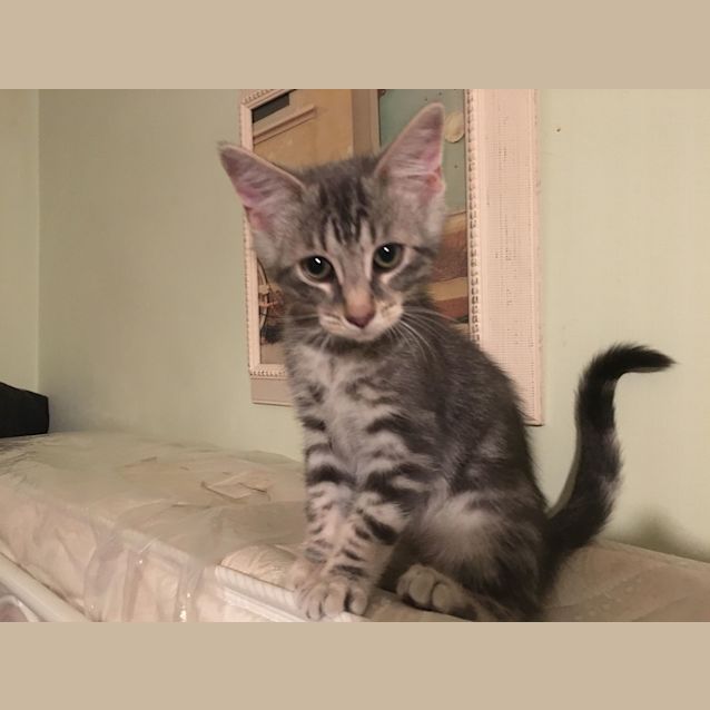 Photo of Baxter **2nd Chance Cat Rescue**