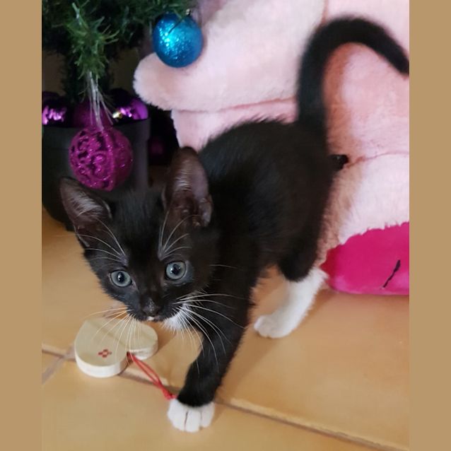 Photo of Barack **2nd Chance Cat Rescue**