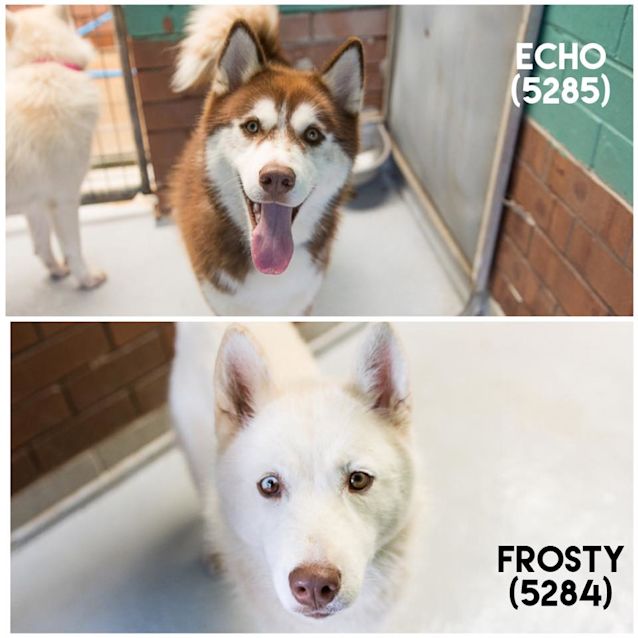 Photo of Echo (5285) & Frosty (5284)