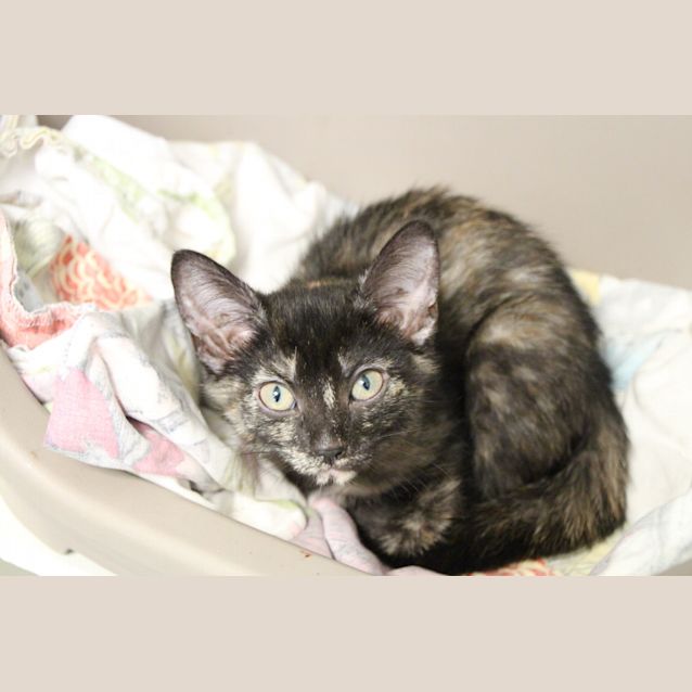 Photo of Luna (4167)