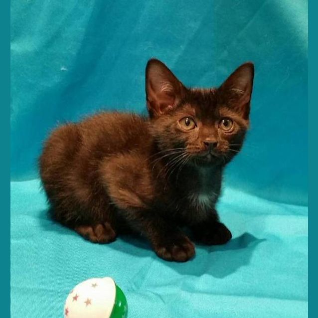 Photo of Salem