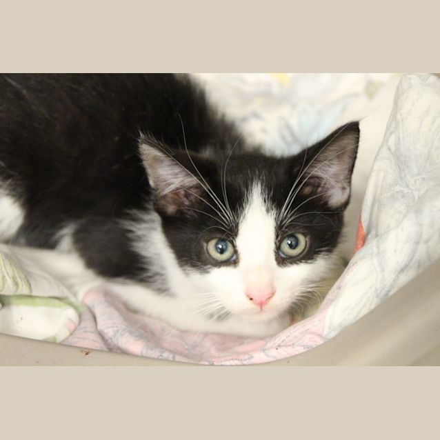 Photo of Cat Daman (4429)