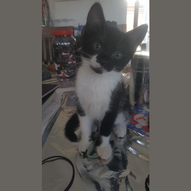 Photo of Bella   Beautiful And Bold!