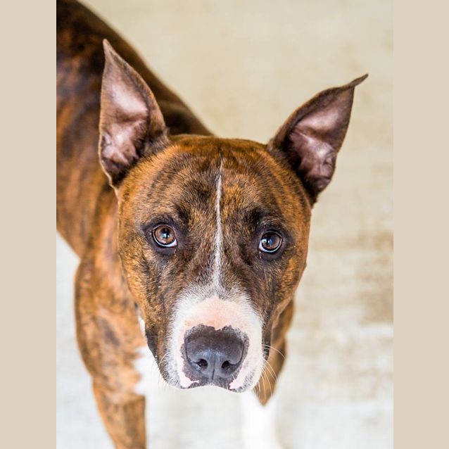 Photo of Zeus (3655)