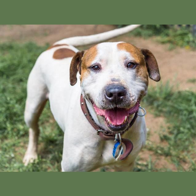 Photo of Rastus (3684)