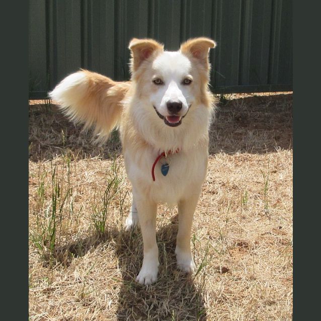 Photo of Buddy *On Trial In His New Home*