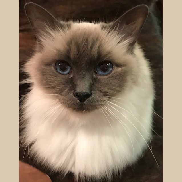 Photo of Jazz