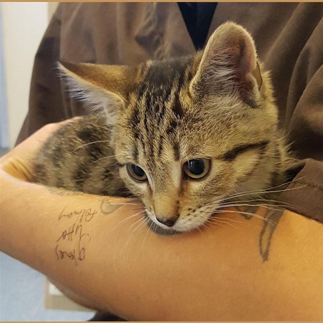 Photo of Tiger Lilly