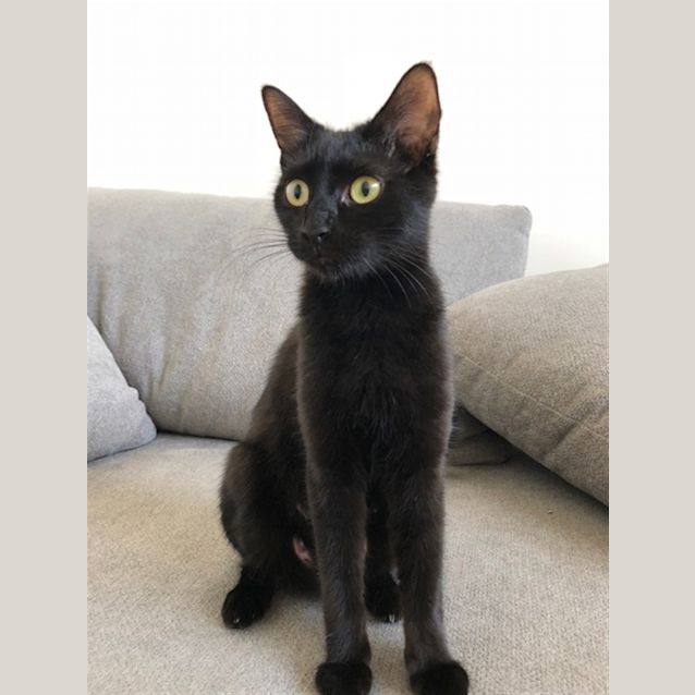 Photo of Mog