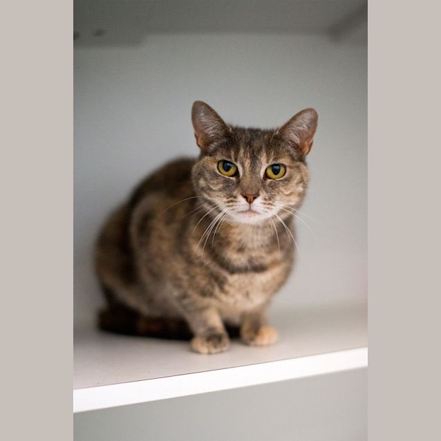 Photo of Indie