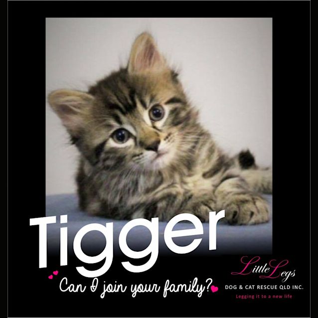 Photo of Tigger