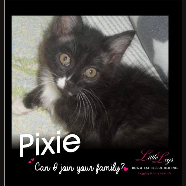 Photo of Pixie