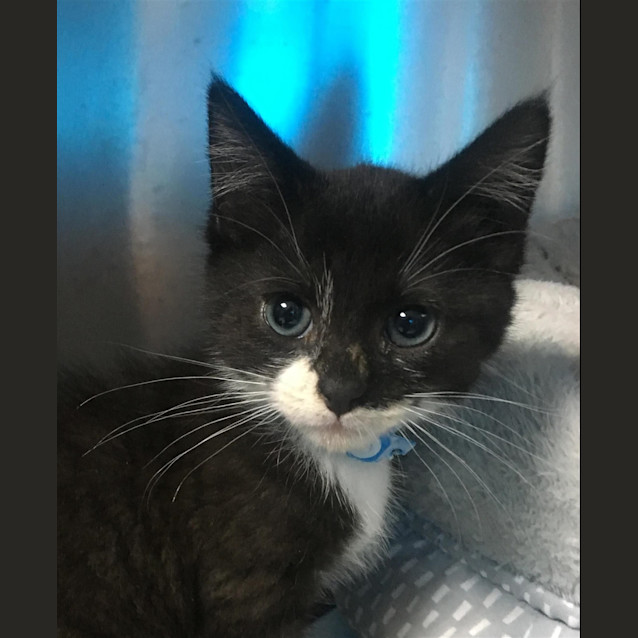 Photo of Oliver