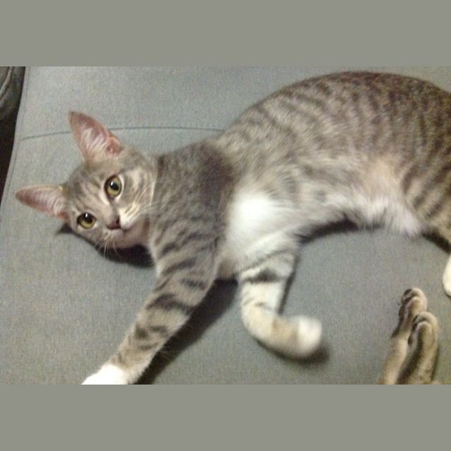 Photo of  C418   Bella