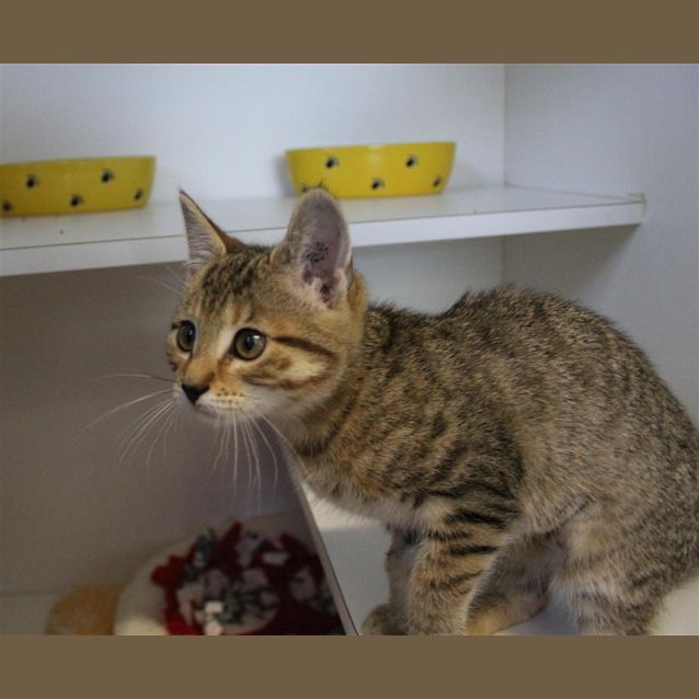 Photo of Meishka/Honey
