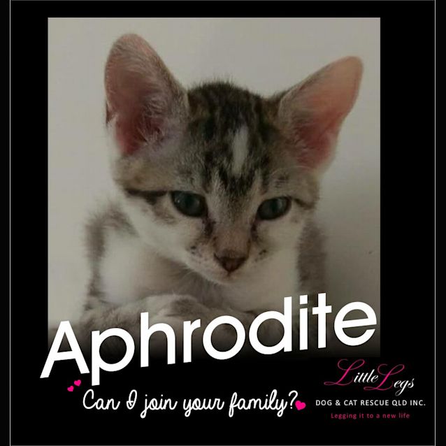 Photo of Aphrodite